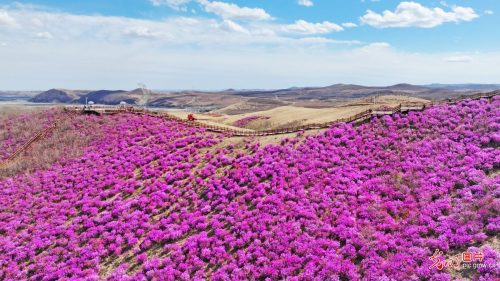 杜鹃花海 春和景明